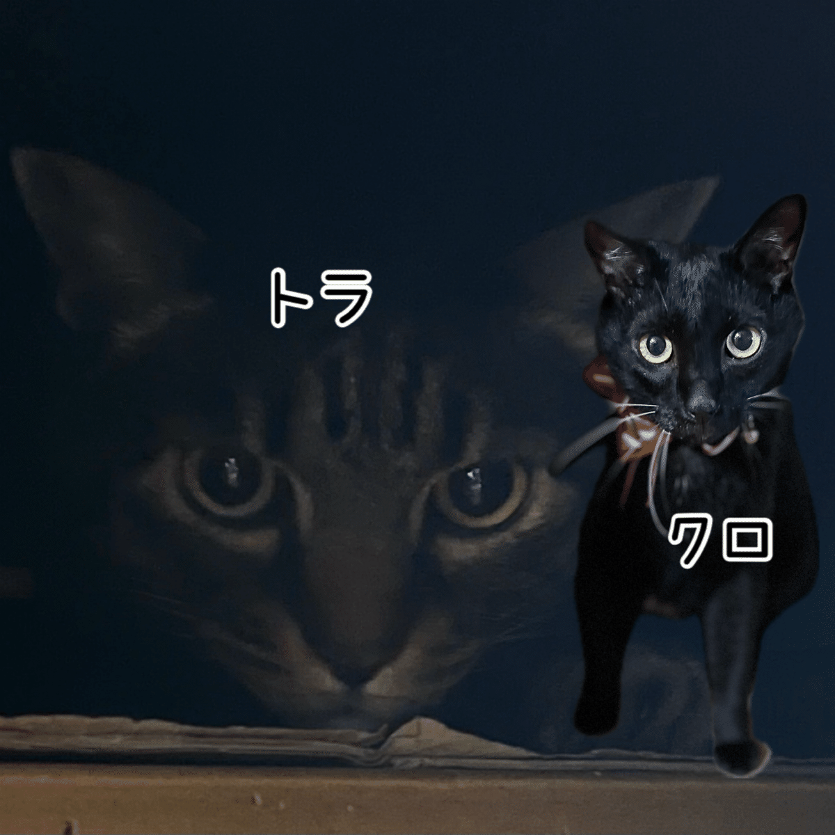 7月のお客様🐈｜ペットシッターCotty