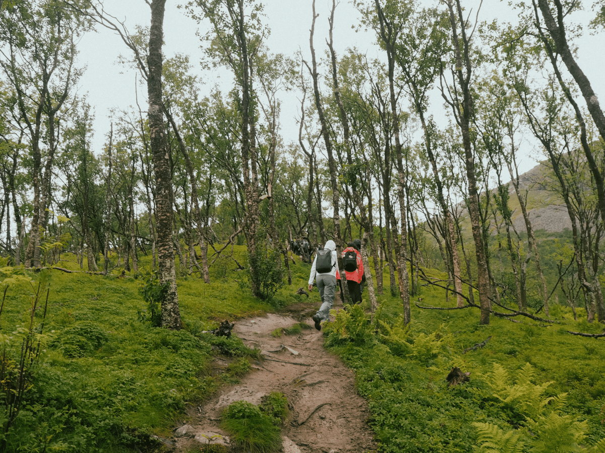 ノルウェイの森を歩く-ノルウェー留学記③｜mio 北欧留学記🇳🇴