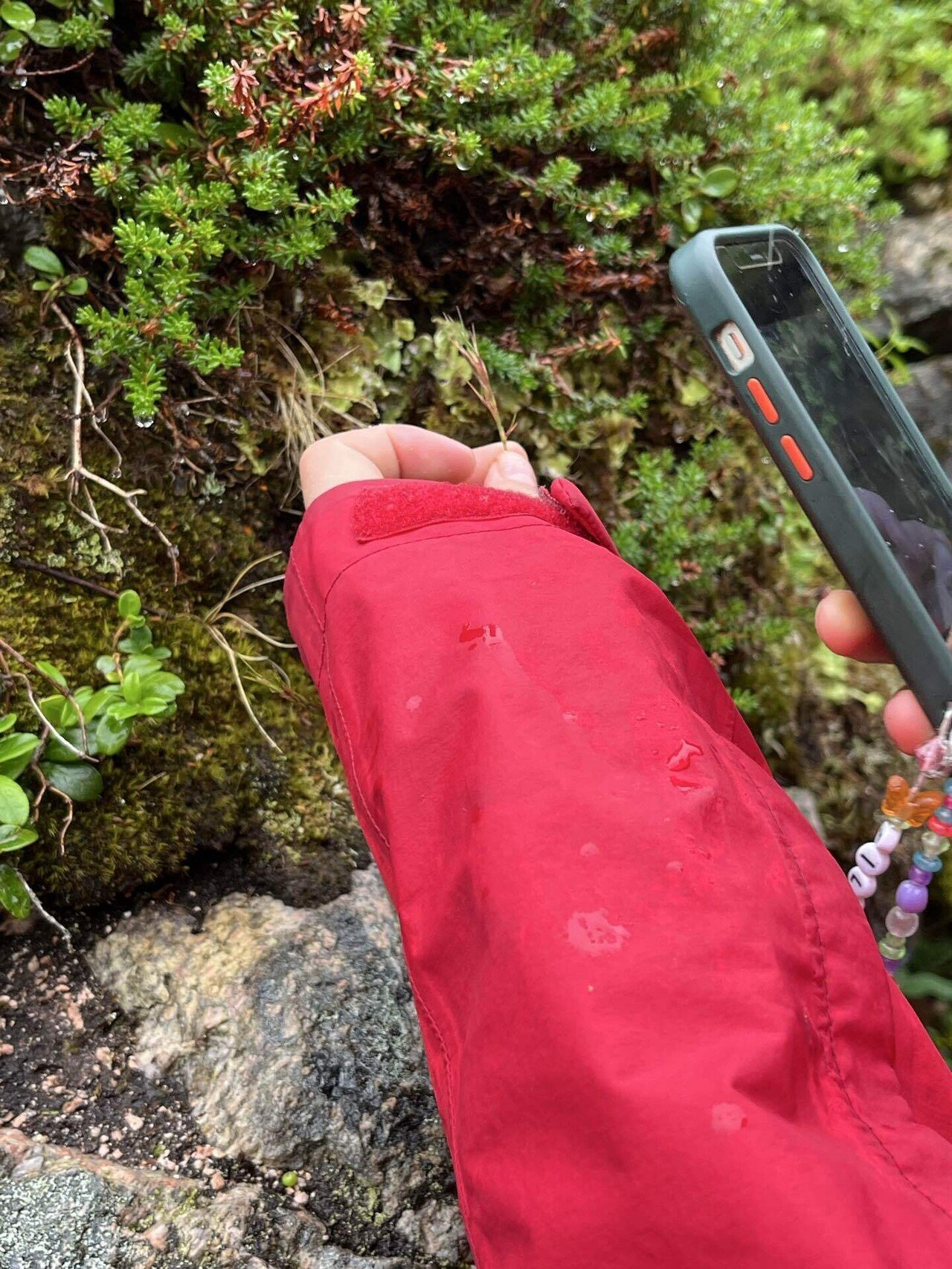 ノルウェイの森を歩く-ノルウェー留学記③｜mio 北欧留学記🇳🇴