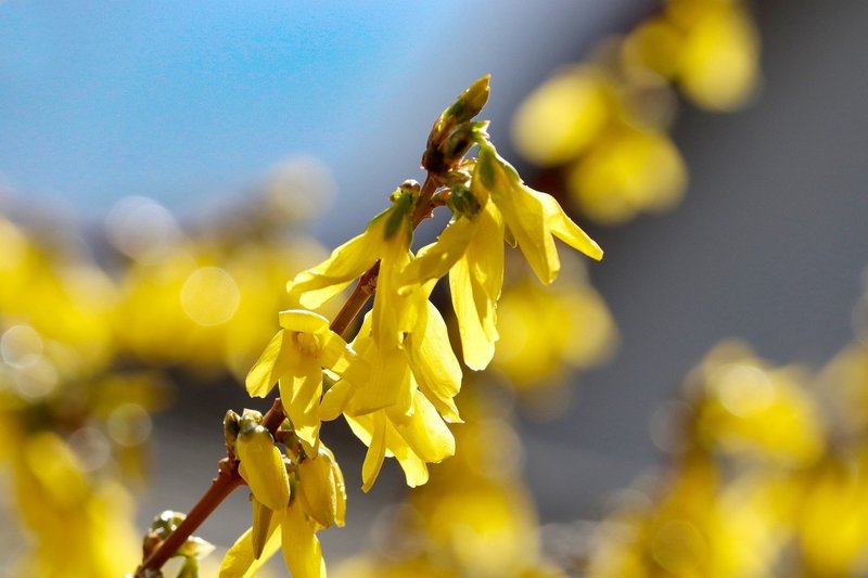 春が好きな理由 英語 春が好きな理由 英語