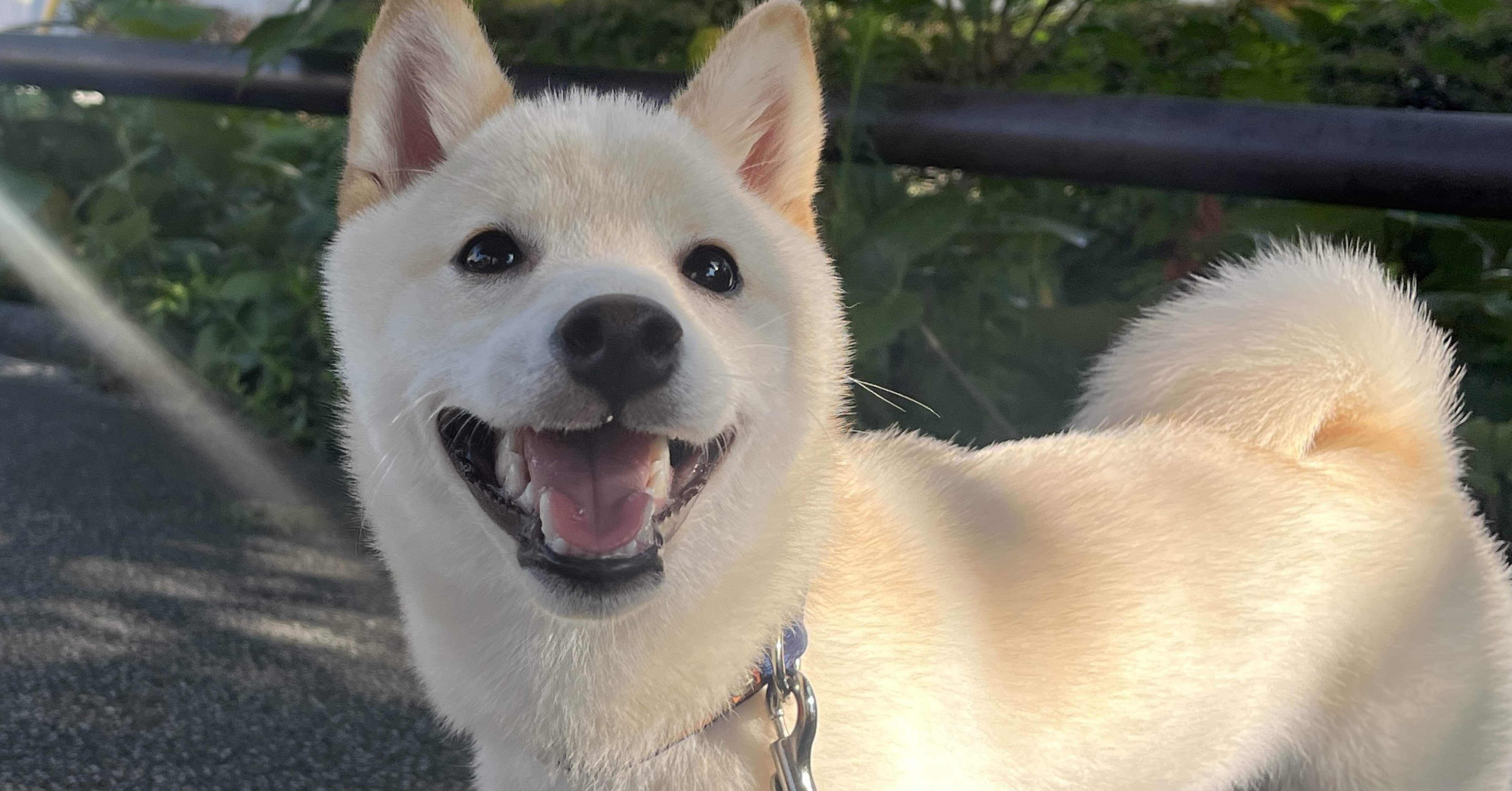 豆柴を迎えて4〜5ヶ月目で思うこと｜kazura