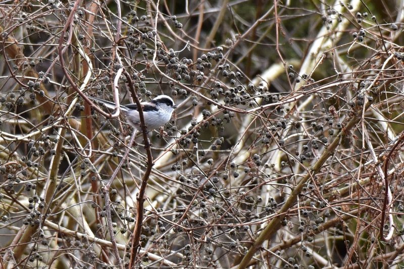 野鳥撮影は難しい 鉄人 Note 野鳥撮影は難しい 鉄人 Note
