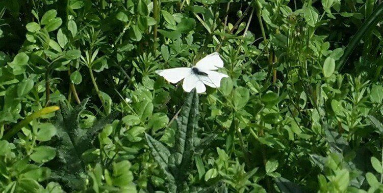 白いチョウと白い花 春の訪れ フレネル Note