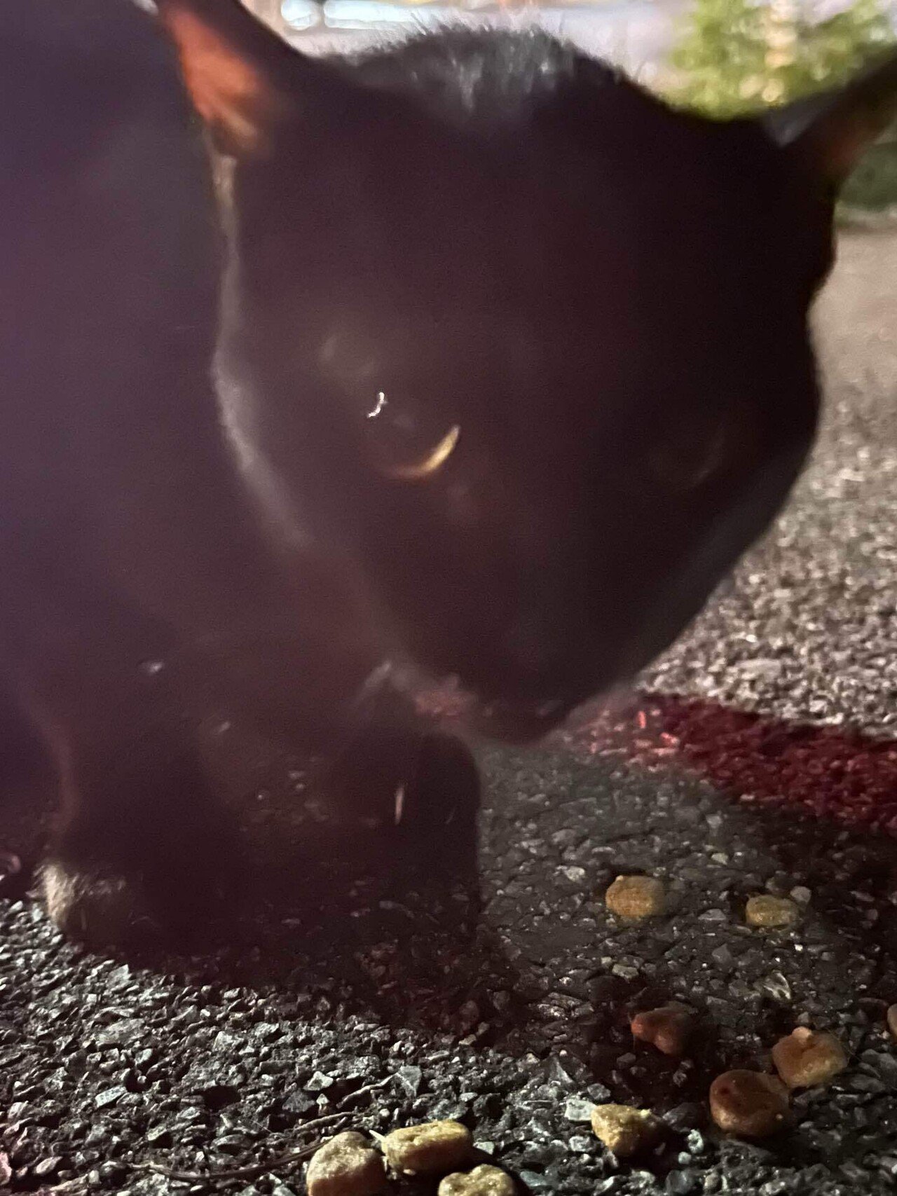 🐈🐈‍⬛待っててくれたのかな❣️📚ss｜まるまるの虫 カメさん