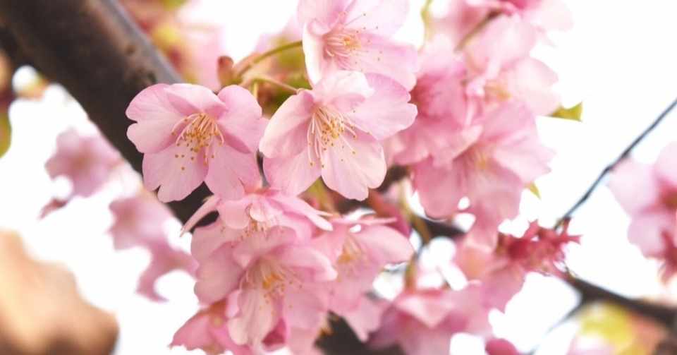 卒業式の縮小 自粛 2回目 そうすけ 英語教師 Note