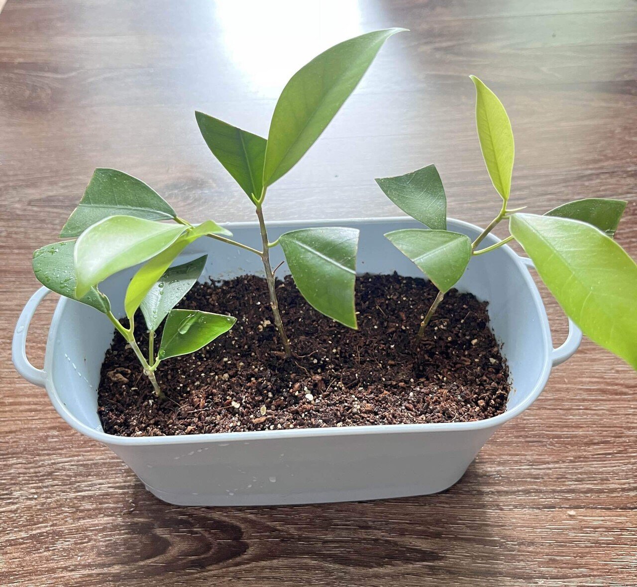 挿し木でガジュマルを増やしてみる（準備編その2）｜しっぽっぽ