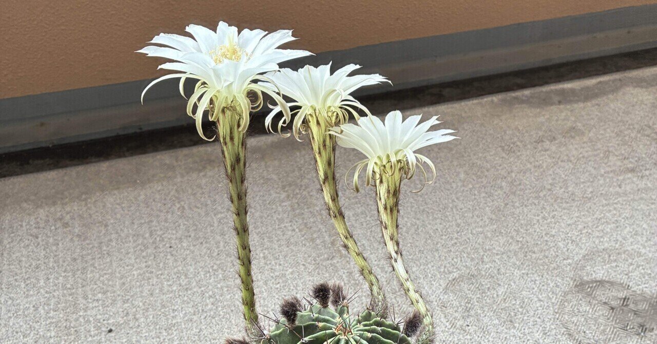 花サボテン バーミリオン 他2点 サボテンの花が咲きました🌼｜高山和 たかやまあい