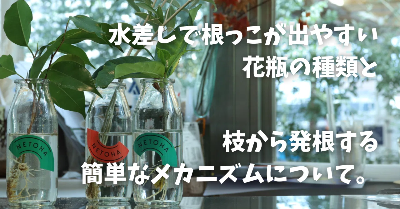 水差しで根っこが出やすい花瓶の種類と、枝から発根する簡単な 