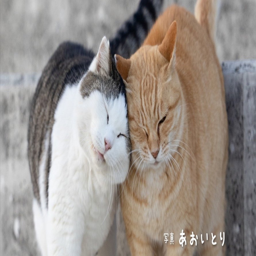 気まま猫カレンダー2026」予約開始です｜猫写真家 あおいとり