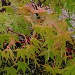 良寛 野の花の歌』 解説 本間明 水彩画 外山康雄｜tasty_avocet591