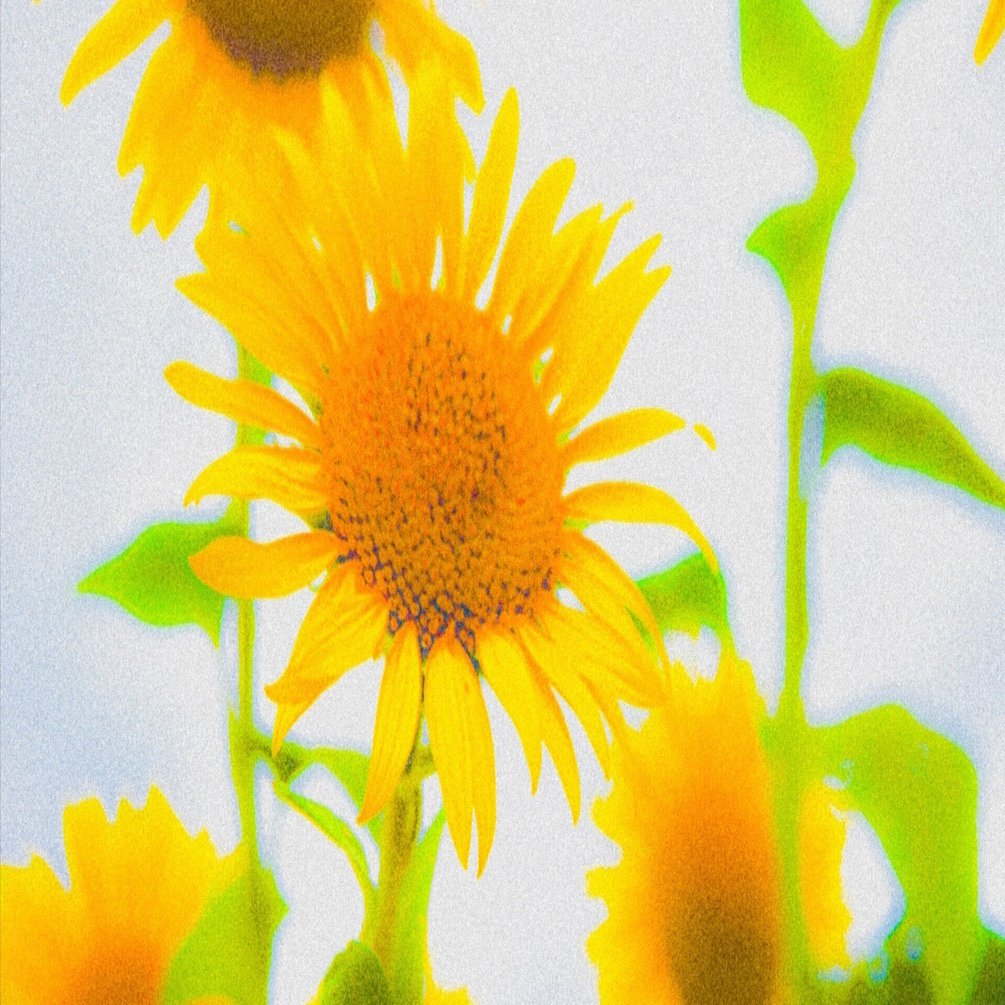 夏向日葵スケッチ原画 夏向日葵スケッチ原画