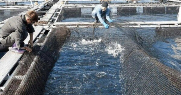 養殖　
イソメ　ゴカイ　カニ　コウジ　タイムシ　蓄養器 陸上養殖設備展2025（3）熱エネルギー技術で前代未聞のイノベーション