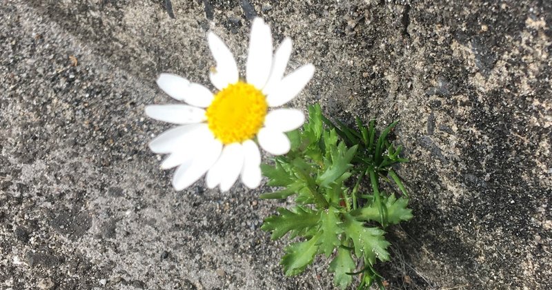 彼と彼女のソネット Ken壱 S 蜃気楼旅団 Note 彼と彼女のソネット Ken壱 S 蜃気楼旅団 Note