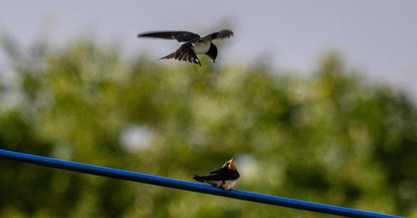 ヨーヨー en 鳥船 トリフネ 雀 バイメタルモデル「鳥船(トリフネ)」｜en
