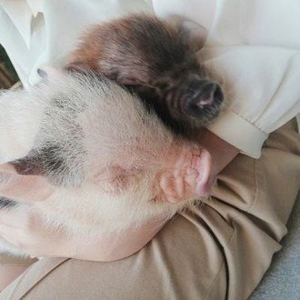 私が胚培養士を辞めた理由 はぴきち 元胚培養士 Note