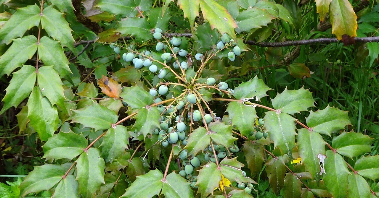 289.私的植物図鑑「ヒイラギナンテン」と「ヒイラギ」｜松縞しま子