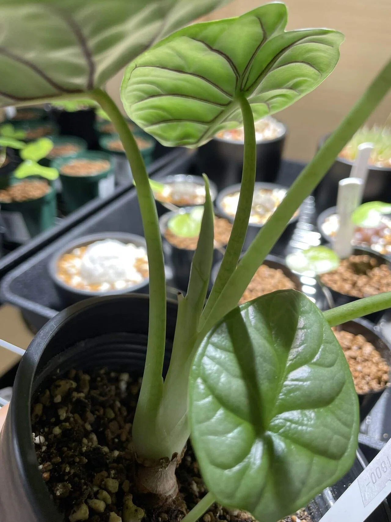 植物紹介(アロカシア シルバードラゴン)｜半人前育成者