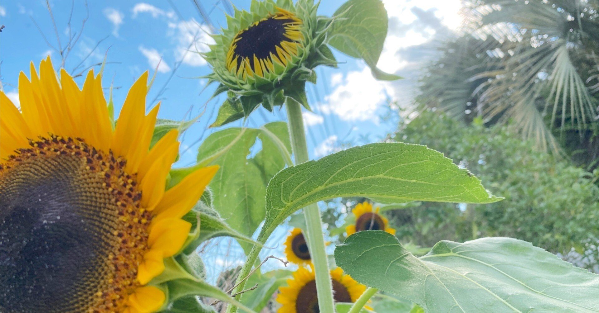 夏と向日葵。真夏の柿の実。庭仕事。歩くこと。七月の日記から地球