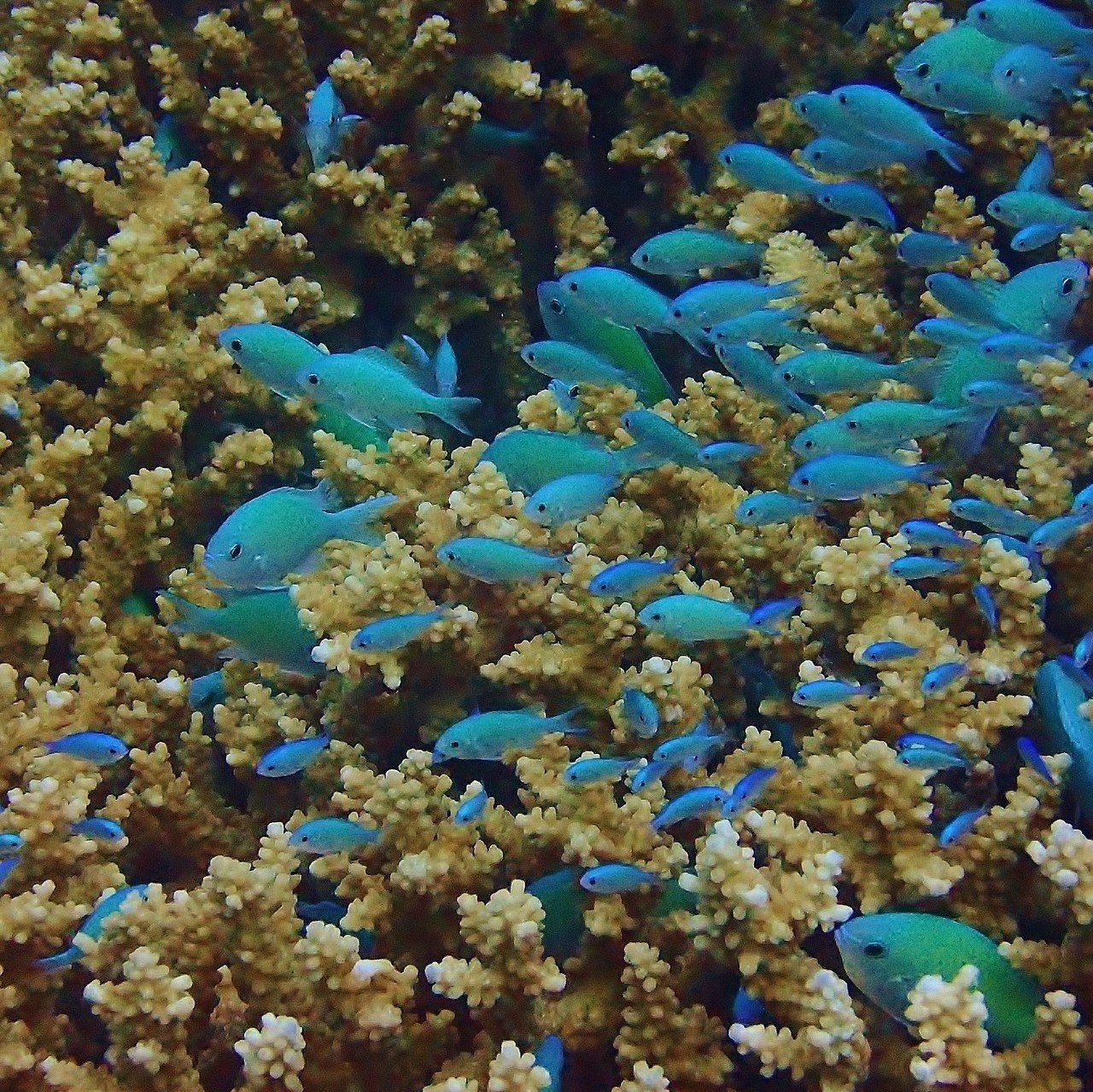 デバスズメダイ Ray Note