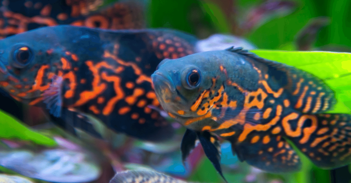 熱帯魚　オスカー4種類 熱帯魚 オスカー4種類