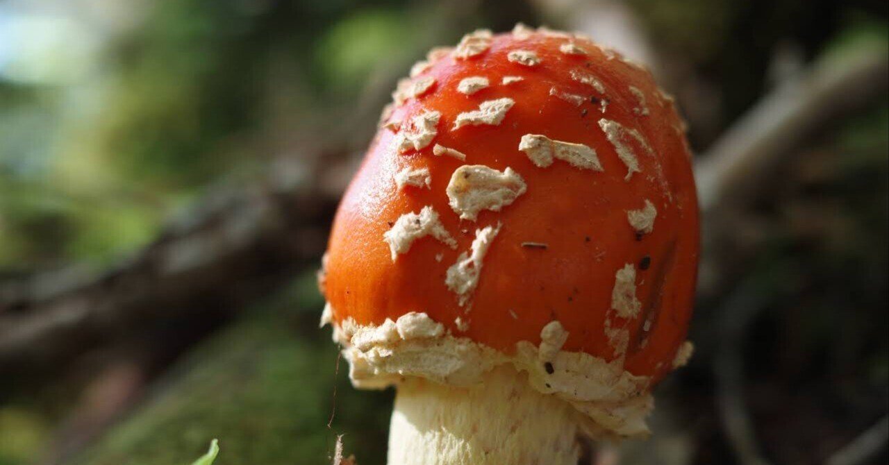 202508_GR3とキノコの森をすすむ。。｜みえ山