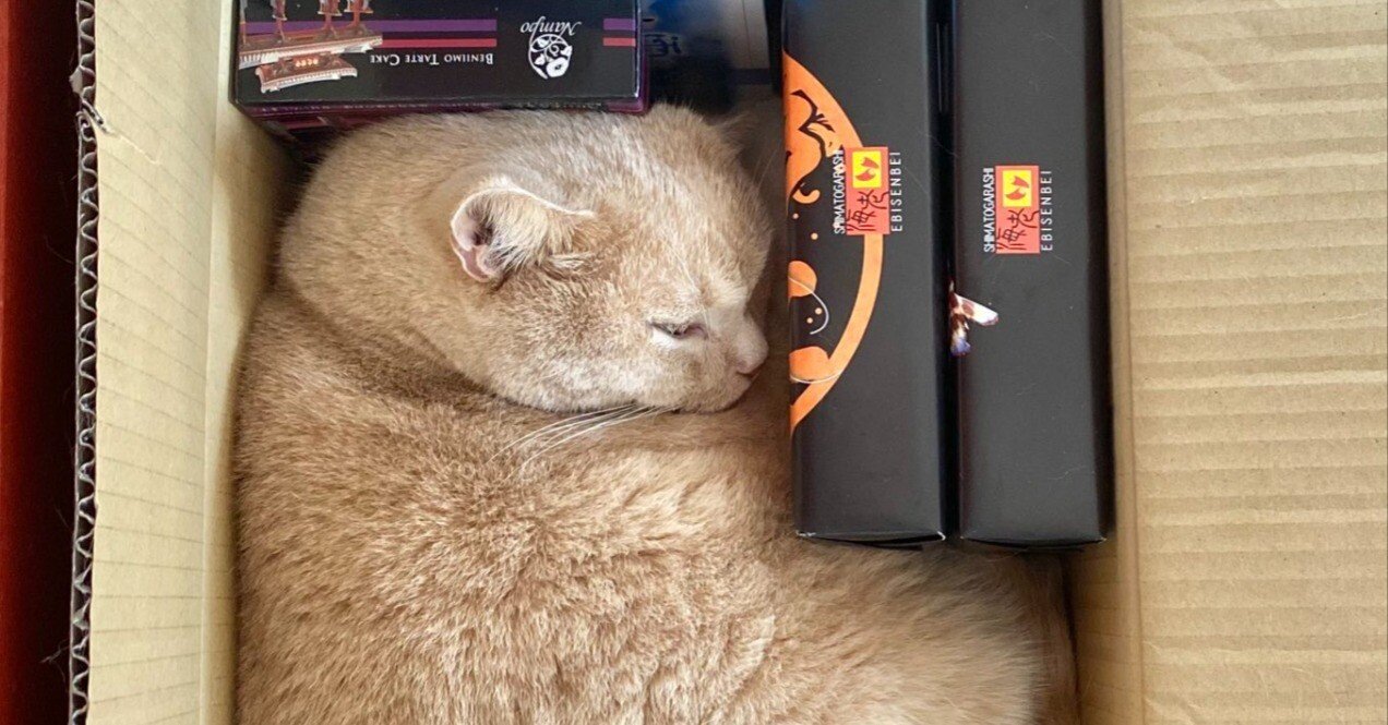 微妙なすき間にジャストフィット！L字型のブロックに変形した猫が