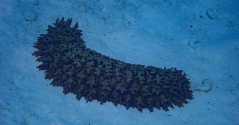 ナマコは目がない では どこで光を感じているの オモシロなんでも雑学 公式 Note