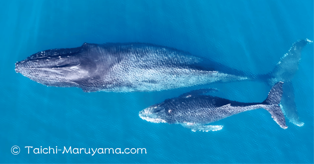 ザトウクジラの親子🐳｜丸山太一／Taichi Maruyama