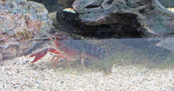 日本列島産淡水魚類総説』（青柳兵司著、淡水魚保護協会）｜上方