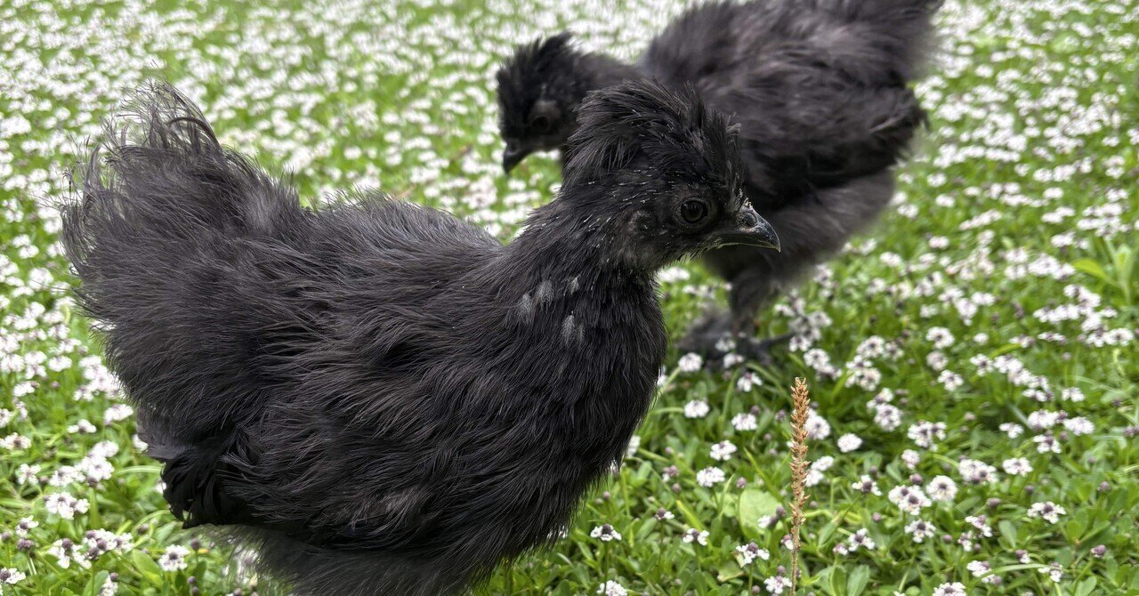 ひめうずら研究室の餌 成鳥用｜ひめうずら研究室