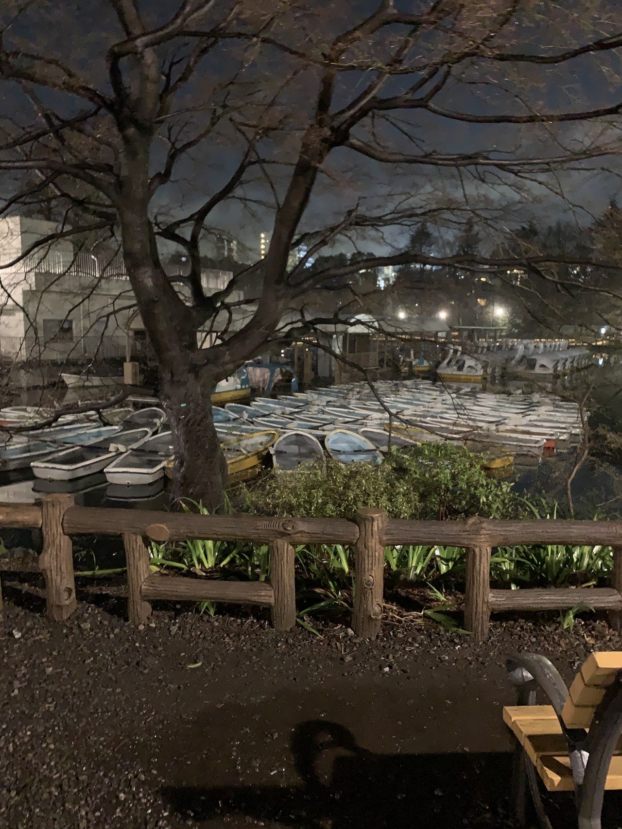 写真 雨上がりの井の頭恩賜公園 吉祥寺 Akiko Note