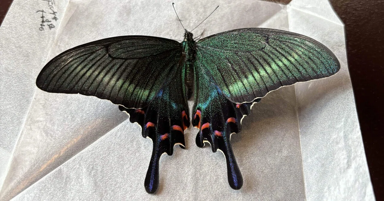 ミヤマカラスアゲハ‼️ 長野シリーズ⑦｜amikichi