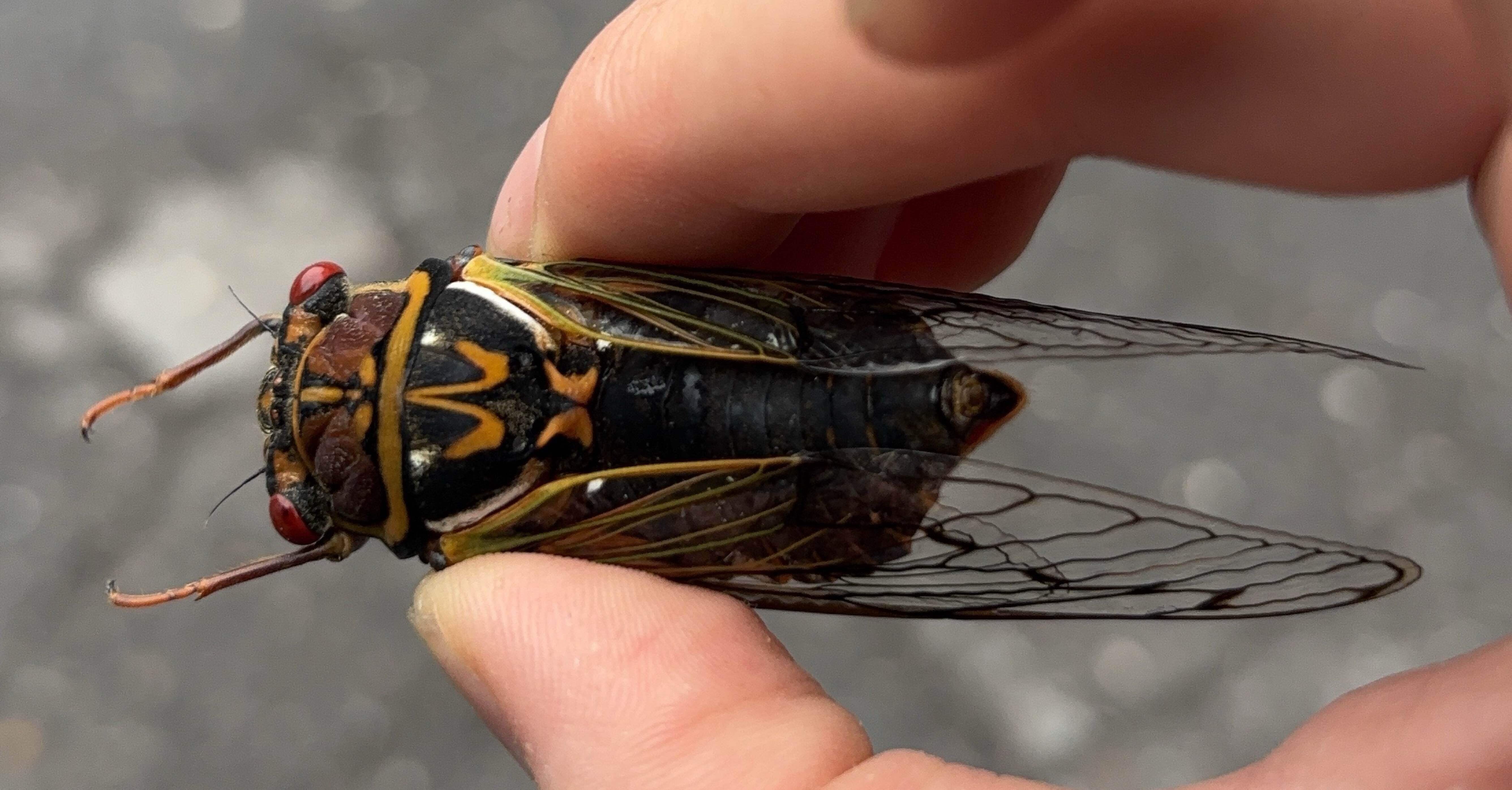 エゾゼミ ちょこちょこ 長野シリーズ⑥｜amikichi