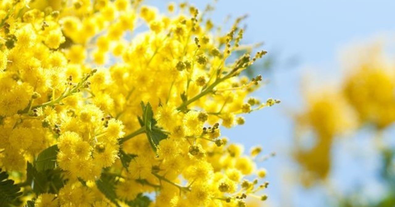 ミモザの花が枯れちゃった Magaran Note ミモザの花が枯れちゃった Magaran Note