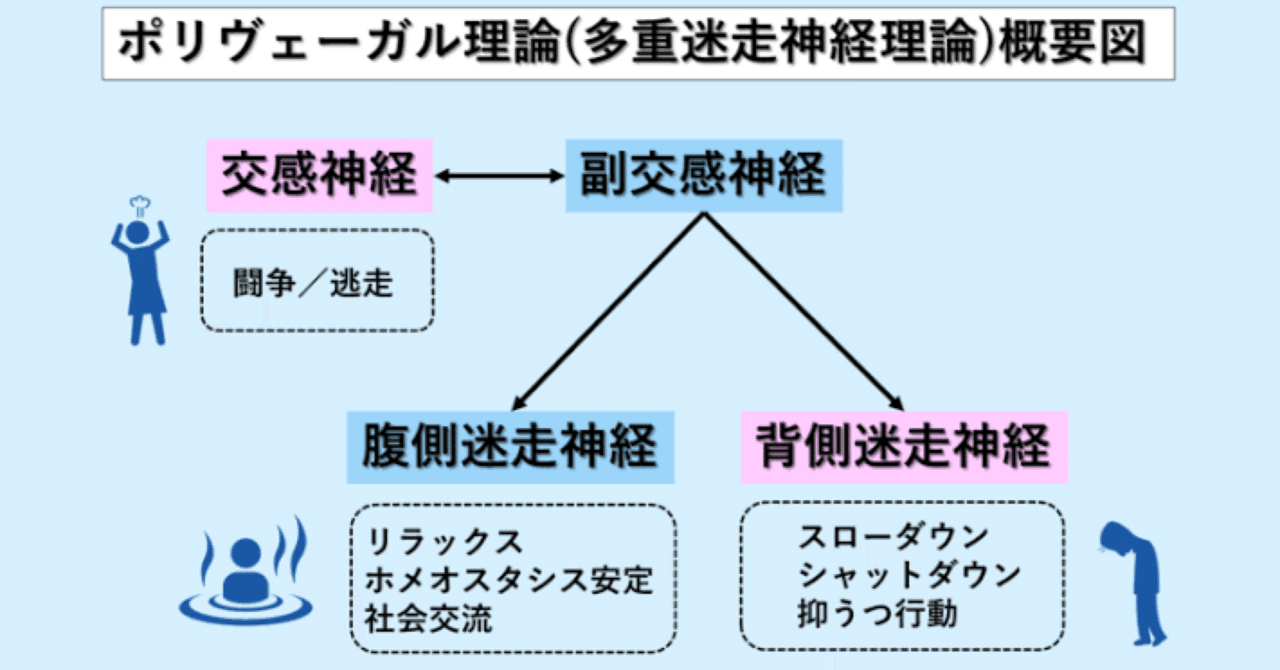 The Polyvagal Theory ポリヴェーガル理論 ポイント解説/ 「ポリヴェーガル理論」とは｜江戸っ子