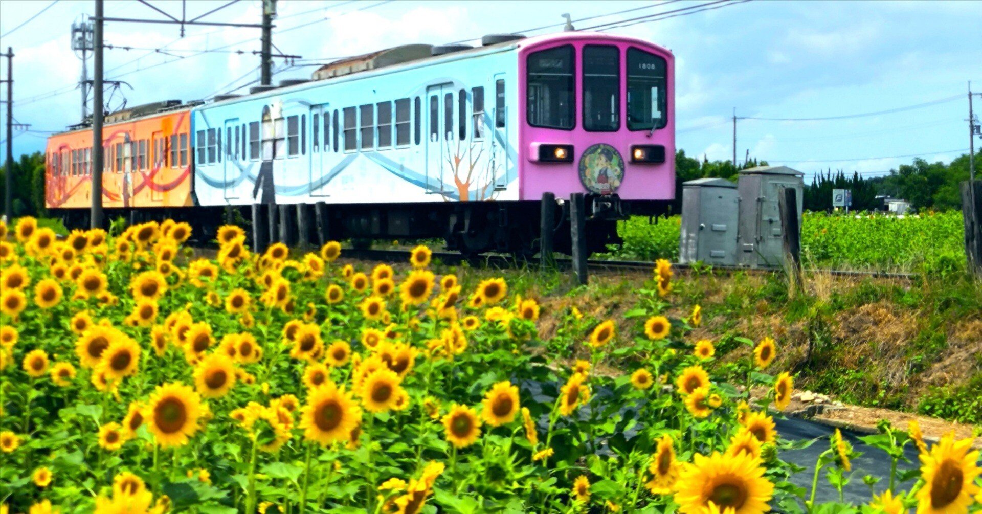 ひまわりと電車が織りなす夏の絶景スポット【山梶農園・東近江市】｜修