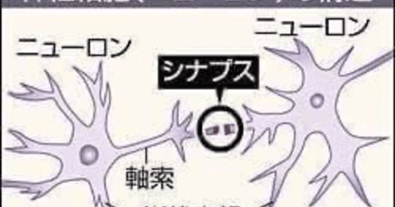 【ニューロンとシナプスの働きと構造とは】｜にゃん子。