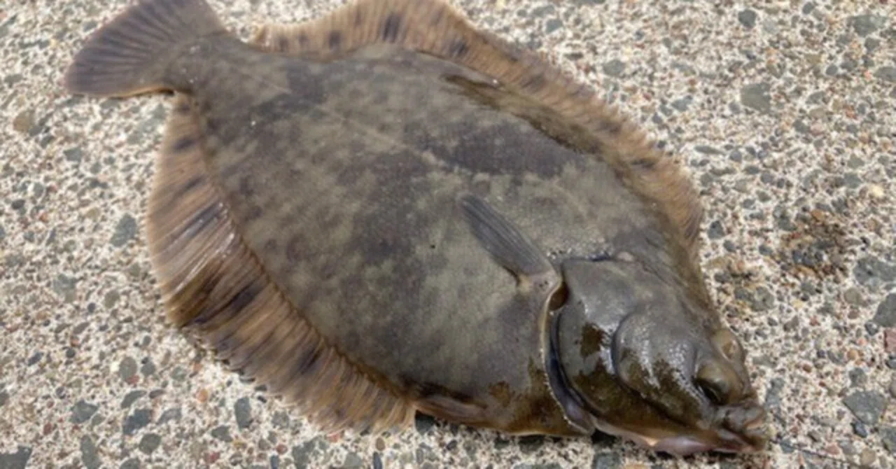 みんな釣りたいあの魚、カレイの釣り方についてすべて解説！！仕掛け 