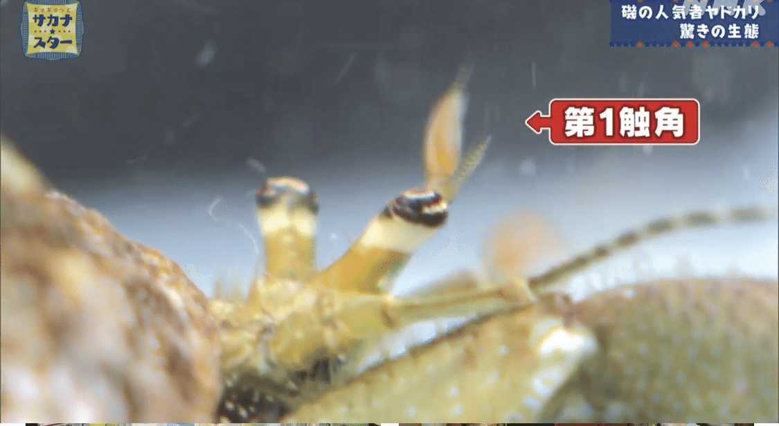 ギョギョッとサカナスター 2025.08.01 ヤドカリの仲間たち