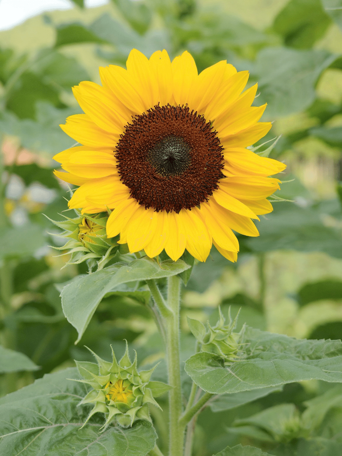 mitukiさま専用 黄昏のひまわり畑ほか　3点おまとめ 今年で最後のひまわり畑｜D.STYLE