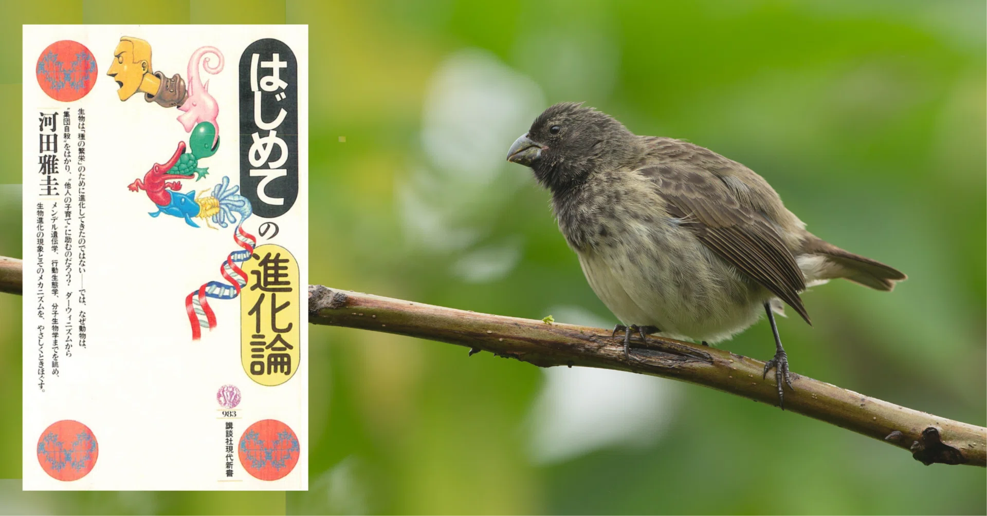 はじめての進化論 [2025年注釈付]｜河田 雅圭