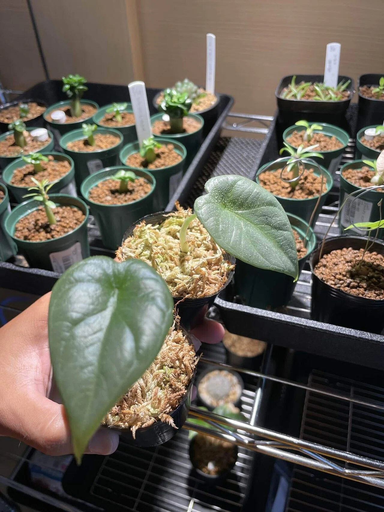 植物紹介(アロカシア シルバードラゴン)｜半人前育成者