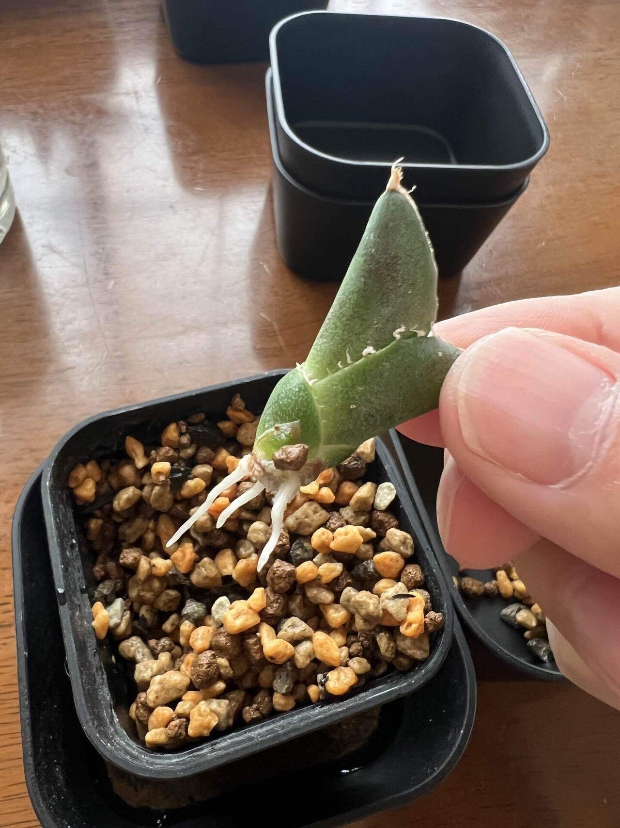 アガベ沼に落ちた話36「みかも石・ボタニカル夜市・mana's farm