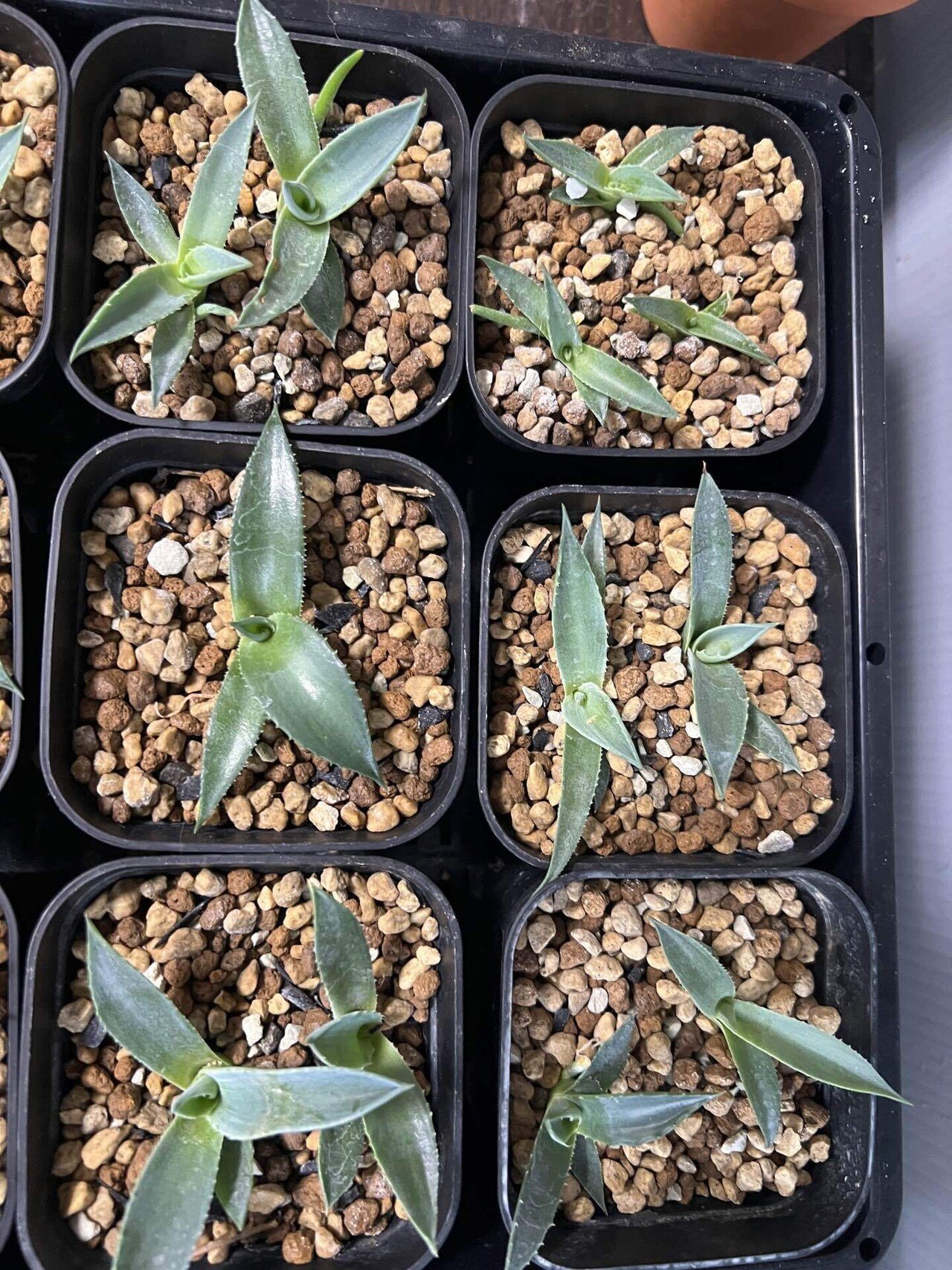 アガベ沼に落ちた話36「みかも石・ボタニカル夜市・mana's farm