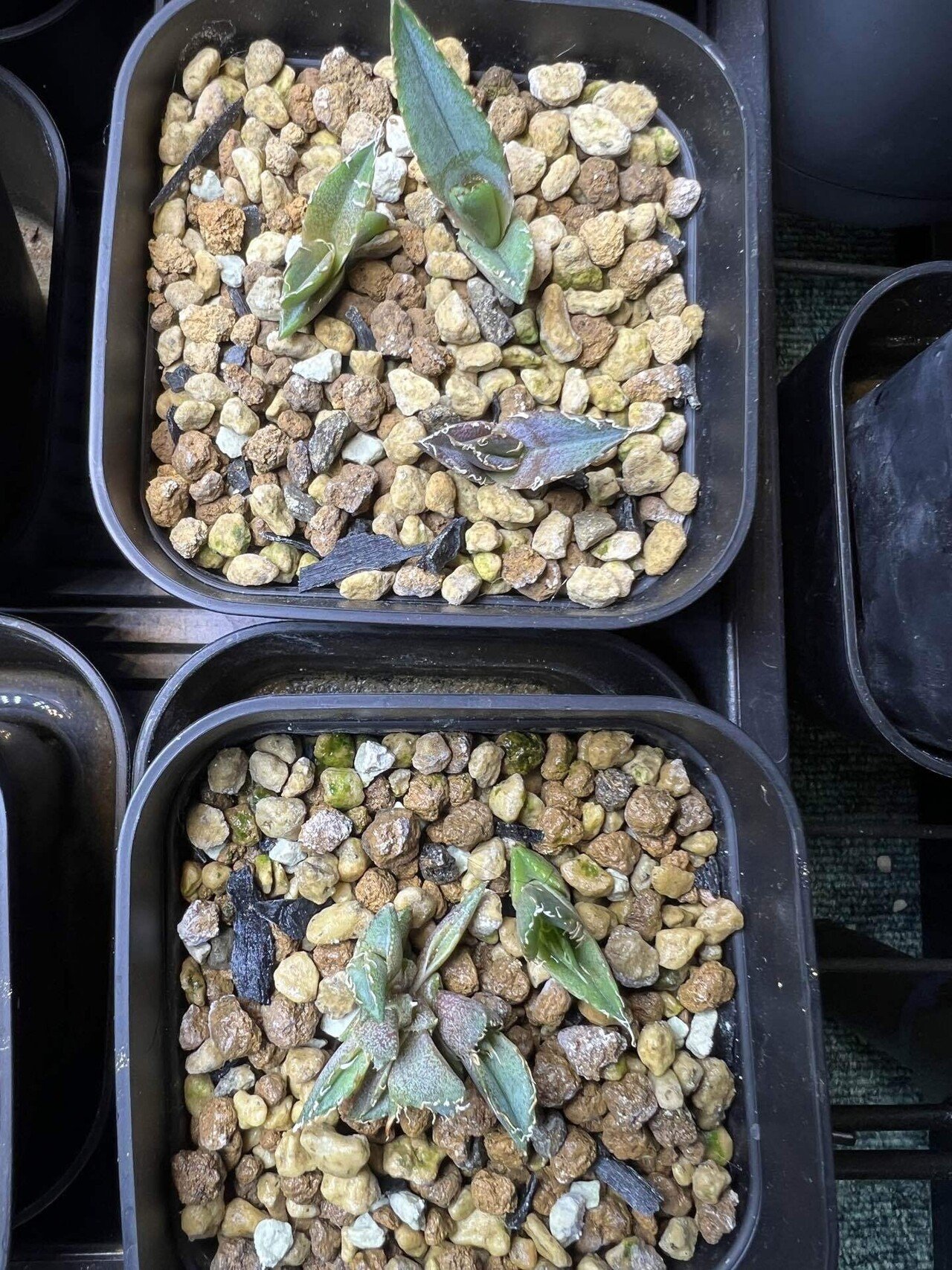 【専用】アガベ盛り合わせ 専用】アガベ盛り合わせ