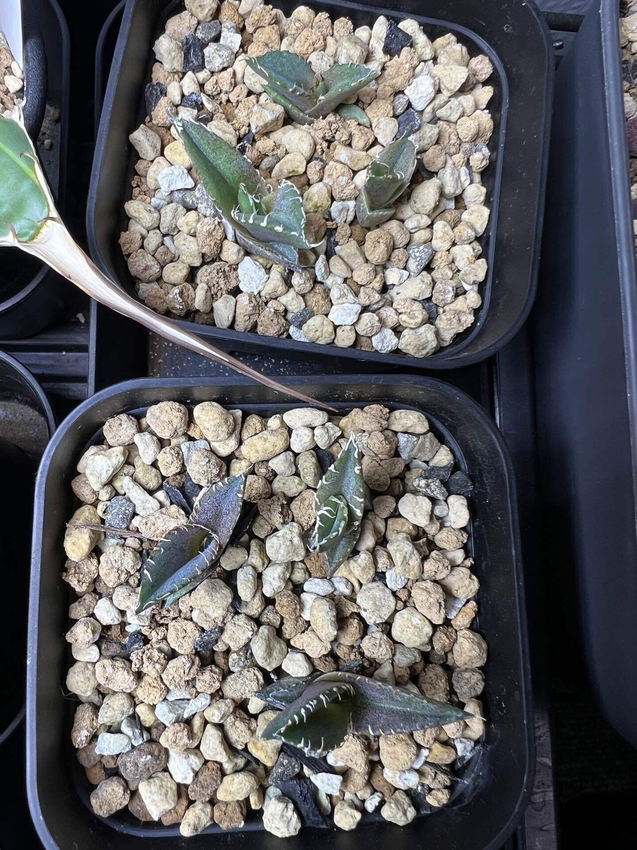 アガベ沼に落ちた話36「みかも石・ボタニカル夜市・mana's farm