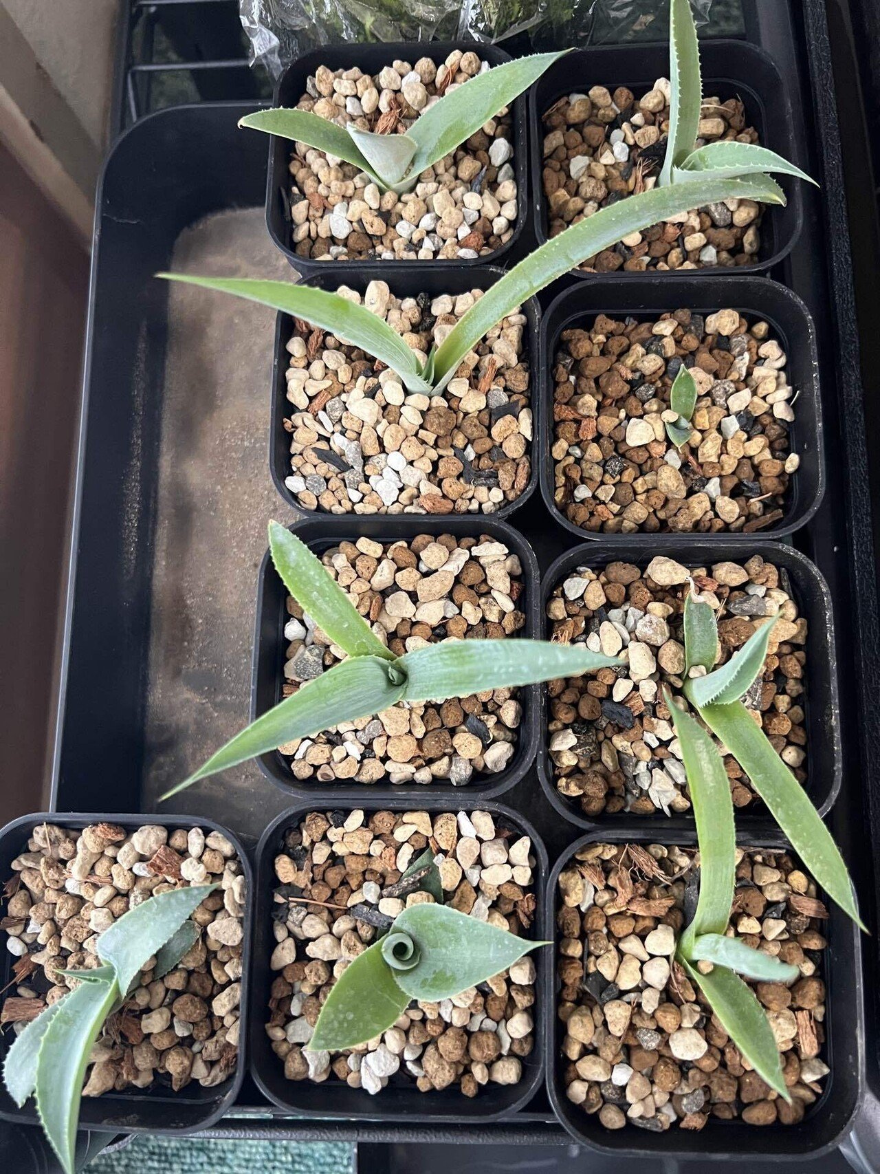 アガベ沼に落ちた話36「みかも石・ボタニカル夜市・mana's farm