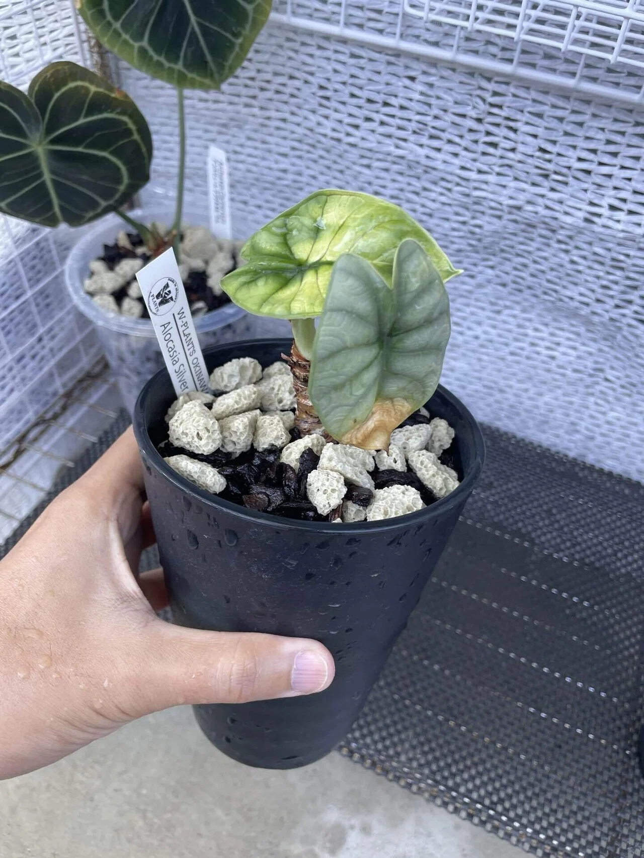 植物紹介(アロカシア シルバードラゴン)｜半人前育成者