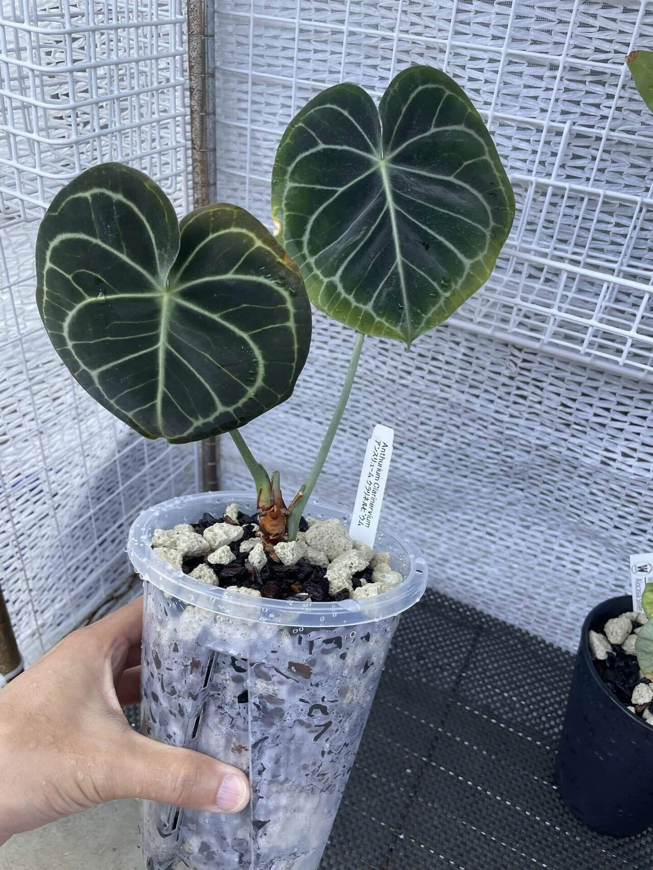 植物紹介(アンスリウム クラリネルビウム)｜半人前育成者