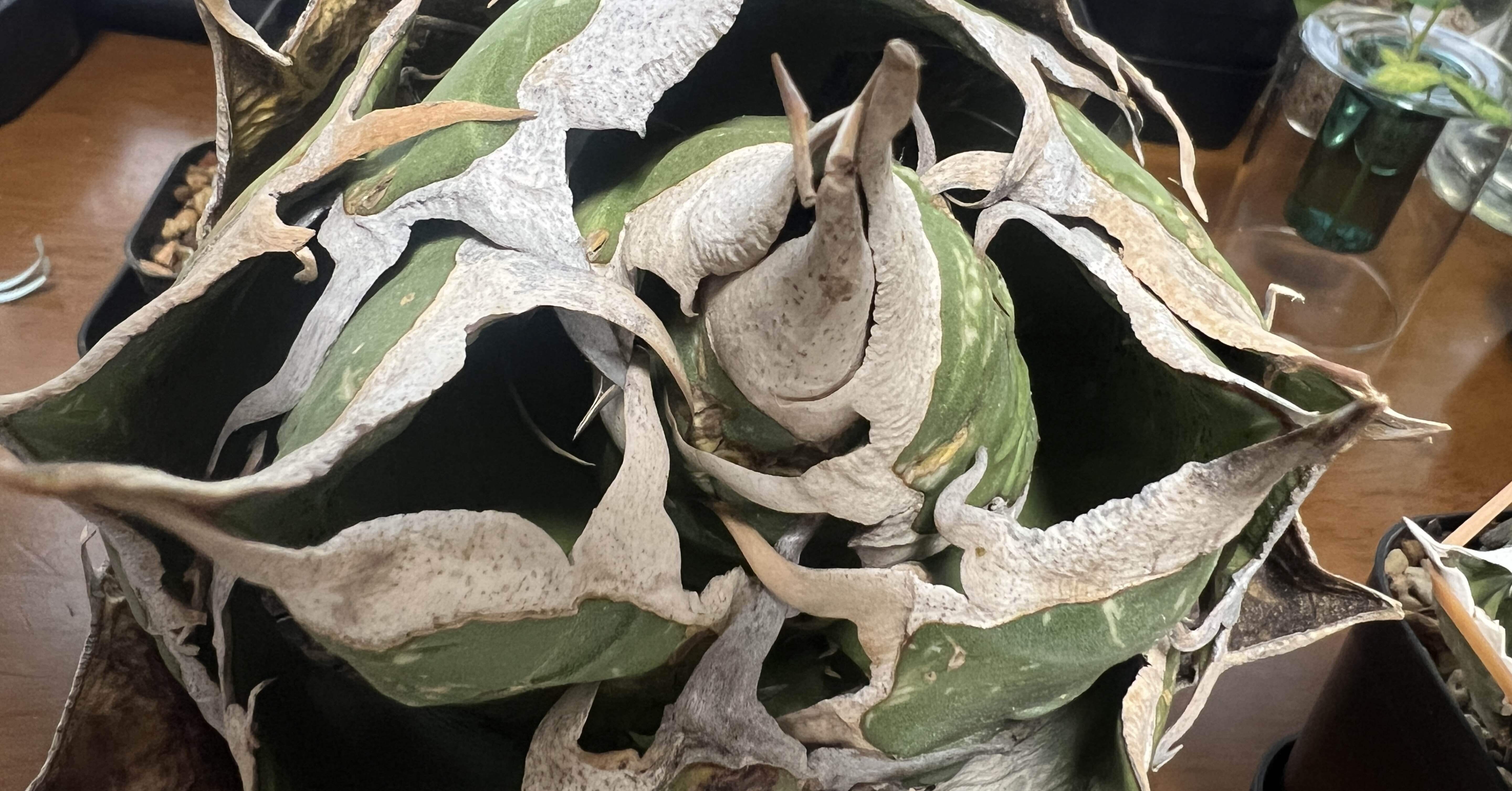 アガベ沼に落ちた話36「みかも石・ボタニカル夜市・mana's farm